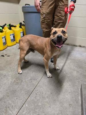 Taz, Pit Bull Terrier, adult, available for adoption