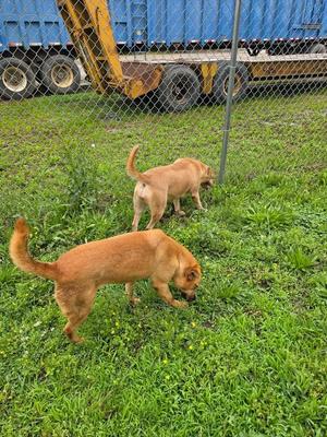 Two brown dogs walking on grass near a chain-link fence with a blue truck in the background.