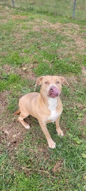 A light brown dog with a white chest and paws, sitting on grass and licking its nose.