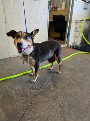 Martha, Hound, senior, available for adoption