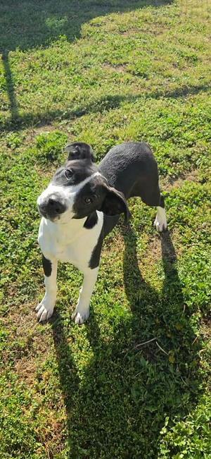 Tux, Labrador Retriever, young, available for adoption