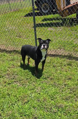 A black and white dog standing on a grassy area near a chain-link fence.