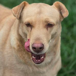 a light brown dog licking its nose