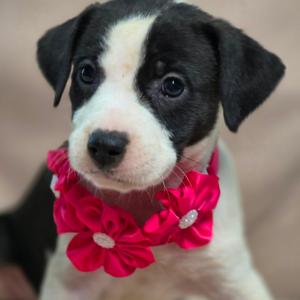 Bashful, Hound, puppy, available for adoption