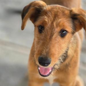 Hunter, Collie, puppy, available for adoption