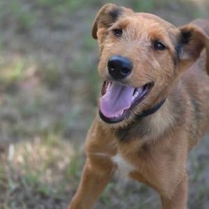 A happy brown dog with a black nose and a pink tongue sticking out, wearing a black collar.
