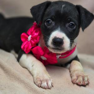 Dopey, Hound, puppy, available for adoption