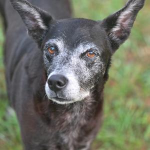 A close-up of a black dog with white fur around its muzzle and ears, standing in a grassy area.