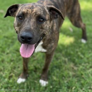 A brindle dog with white markings on its chest and paws stands on grass, panting with its tongue out.