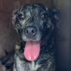 Eddie, Mountain Cur, adult, available for adoption