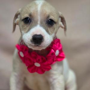 Happy, Hound, puppy, available for adoption