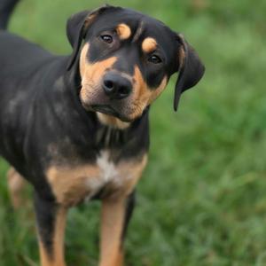 A black and tan dog standing on grass, looking directly at the camera.