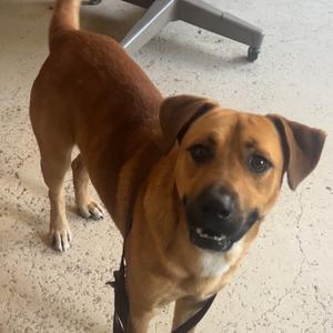Brady, Black Mouth Cur, adult, available for adoption