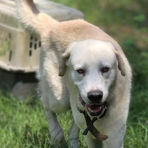 Buddy, Pyrenees, Great, senior, available for adoption
