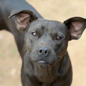 Delilah, Terrier, American Pit Bull, adult, available for adoption