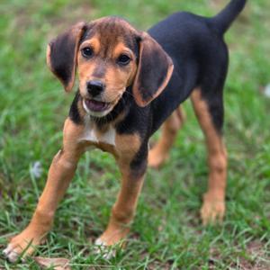 A black and brown puppy standing on grass