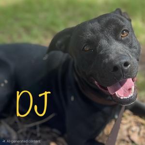 DJ, Terrier, American Pit Bull, adult, available for adoption