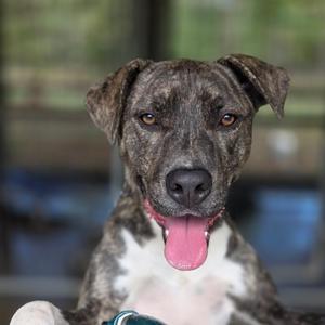 Cory, Terrier, Pit Bull, adult, available for adoption