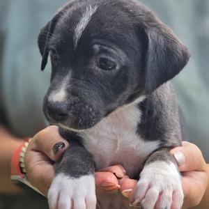 A close-up of a small black and white puppy being held in someone's hands. The puppy has a black face with a white stripe down its nose and white paws. Its eyes are dark and expressive, and it appears to be looking slightly to the side. The background is blurred, focusing attention on the puppy.