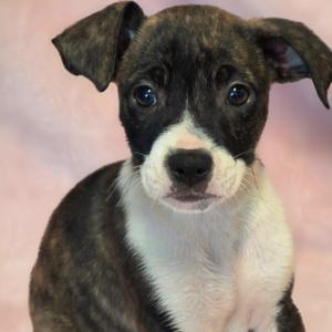 Doc, Hound, puppy, available for adoption