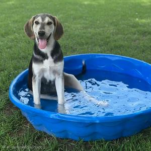 Duke, Coonhound, adult, available for adoption