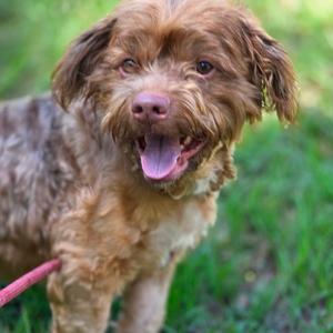 A brown, shaggy dog with floppy ears and a pink tongue sticking out, standing on grass.