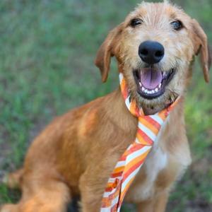 A happy brown dog wearing a striped tie
