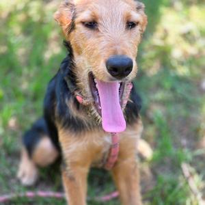 A happy Airedale Terrier dog with a black and tan coat, sitting on grass with its tongue out, looking directly at the camera.