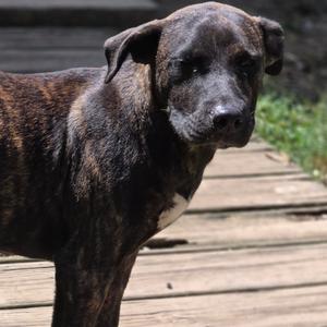Janis Ian, Terrier, Pit Bull, young, available for adoption