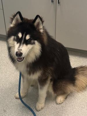 Goblin, Alaskan Malamute / Siberian Husky, young, available for adoption