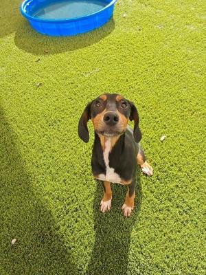 A black, brown, and white dog sitting on green artificial grass, looking up at the camera with a blue plastic pool in the background.