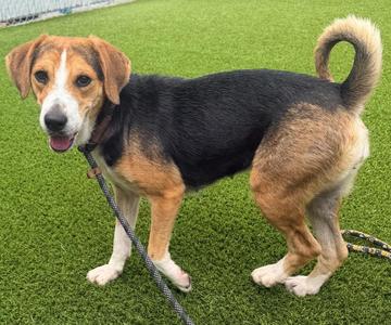 Cher, Beagle / Mixed Breed, adult, available for adoption