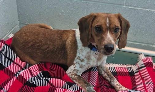 Reggie, Beagle, adult, available for adoption