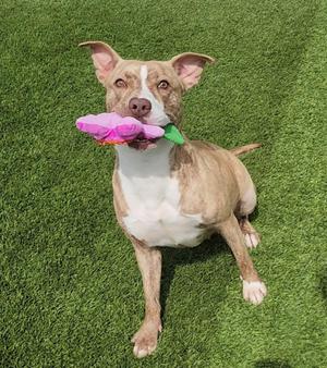 A tan and white dog with floppy ears sits on artificial grass, holding a pink and green flower toy in its mouth.