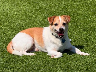 Benji, Chihuahua / Corgi, adult, available for adoption