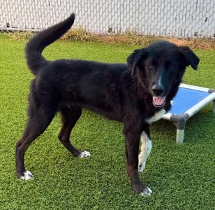 Ghoul, Mixed Breed, young, available for adoption