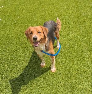 A brown and black dog with floppy ears is standing on a green artificial turf field, wearing a blue collar. The dog appears to be smiling and looking up at the camera.