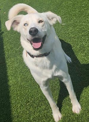 Clark, Husky / Mixed Breed, adult, available for adoption