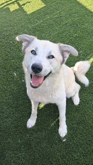 Peppa, Husky / Mixed Breed, young, available for adoption