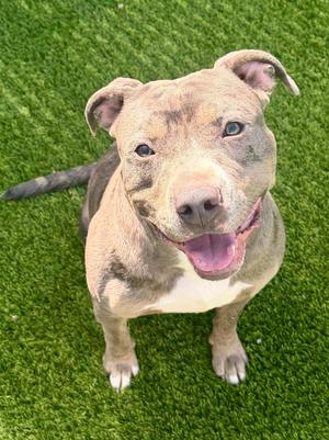 Foster, Pit Bull Terrier / Mixed Breed, young, available for adoption