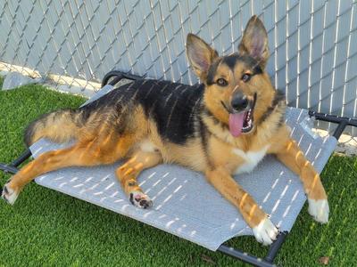Repete, German Shepherd Dog, young, available for adoption
