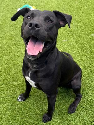 Herm, Pit Bull Terrier / Mixed Breed, young, available for adoption