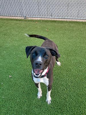 A black and white dog standing on a green lawn, looking up at the camera with its mouth open and tongue out.