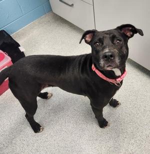 Nova, Pit Bull Terrier / Mixed Breed, young, available for adoption