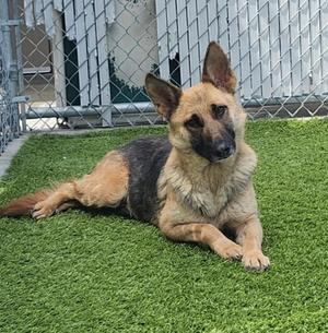 Colyn, German Shepherd Dog, adult, available for adoption