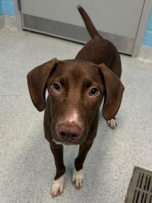 Juice, Hound / Mixed Breed, puppy, available for adoption