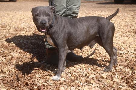 Lenore 26, Staffordshire Bull Terrier, young, available for adoption