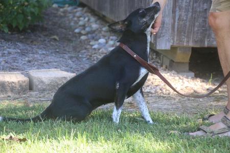 A black and white dog on a leash being petted by a person.