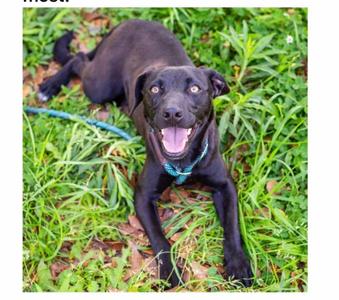 Brake Light 26, Terrier, young, available for adoption