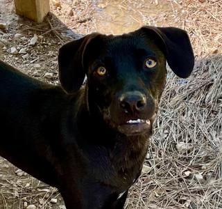 Brake Light 26, Terrier, young, available for adoption